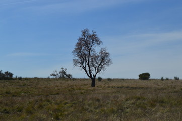 Paisaje campestre