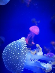 Fototapeta na wymiar Jellyfish floating in water