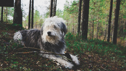  the dog lies in the forest