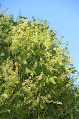 Thick thickets of echinocystis blooming in garden. Green wall