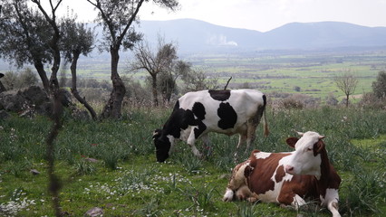 cows on pasture