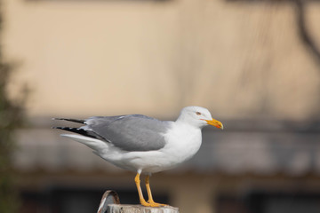  Gabbiano bianco - Uccello marino