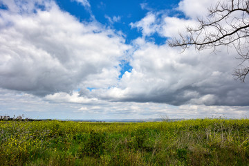 Green field and blue sky. Green grass and yellow flowers in the meadow. White clouds in the blue sky. 