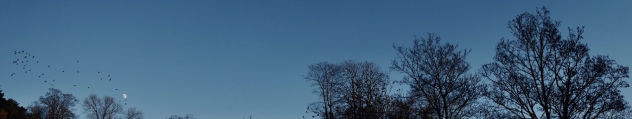 Moon with birds and trees