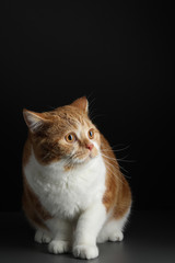 red male cat, walking towards camera, isolated in black