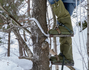 Legs of a man climbing a tree with pole climbers on his feet. Winter.