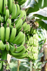 green banana branch . close up