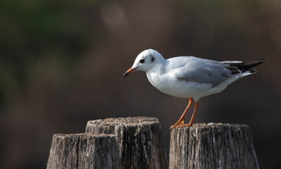 Ritratto di piccolo gabbiano in posa