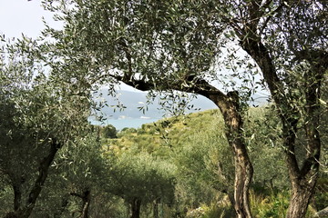 Fototapeta na wymiar Olive grove on the sea of Liguria