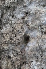 White volcanic rock. Background