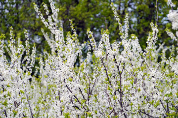 blooming bird cherry