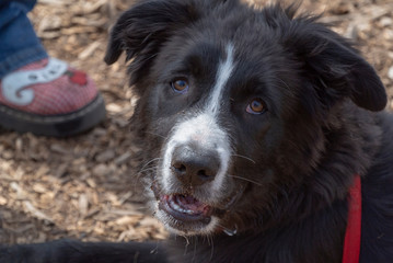 Bella in Arroyo Grande