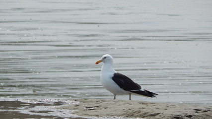 seagull on the beach