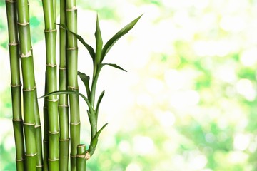 Many bamboo stalks on natural background, decoration plant.