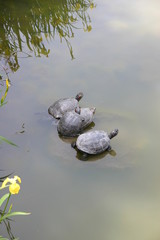 Fototapeta premium 水面の亀