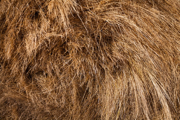 Some hay bales in the snow in Pian grande, Castelluccio di Norcia, Umbria, Italy