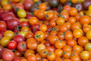 Tomato orgnic and harvested
