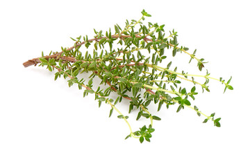 Fresh rosemary branch, close-up, isolated on white background