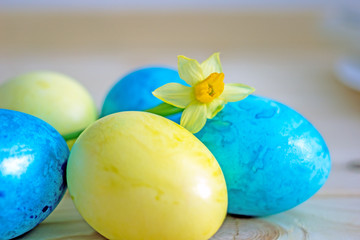 Easter eggs of red blue yellow color on a wooden white table, near greens and yellow flower narcissus, top view. Beautiful Easter table setting