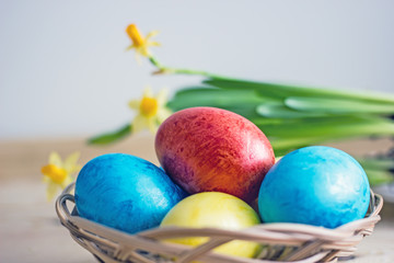 Easter eggs of red blue yellow color on a wooden white table, near greens and yellow flower narcissus, top view. Beautiful Easter table setting