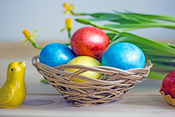 Easter eggs of red blue yellow color on a wooden white table, near greens and yellow flower narcissus, top view. Beautiful Easter table setting