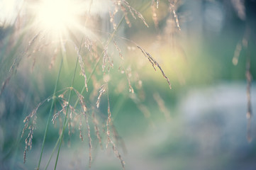 Hairgrass inflorescence close-up