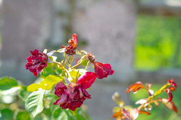 beautiful rose standing in the garden