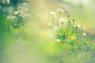 White clover (Trifolium repens) flowers in the field.