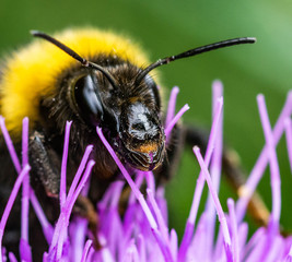 Beautiful bumblebee. Photo taken in Co Louth. ireland