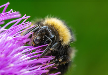 Beautiful bumblebee. Photo taken in Co Louth. ireland