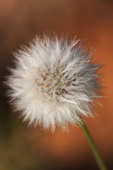 Close-up of a wild dandelion with a neutral background