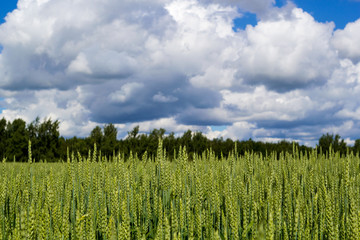 Obraz premium Wheat field with sky and clouds from the frog perspective