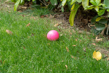 Plastic Easter Egg in Grass