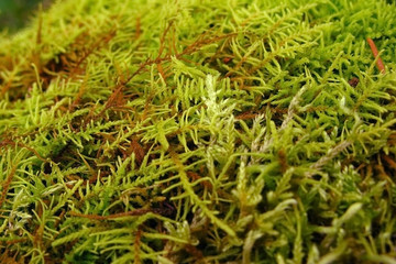 Green lush moss close up growing on the ground in the forest, small vegetation.