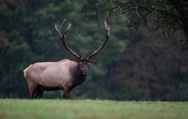 Naklejka na ściany i meble Elk in Pennsylvania 