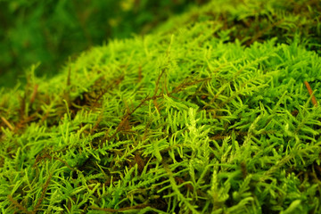 Bright green lush moss close up growing on the ground in the forest, small vegetation.