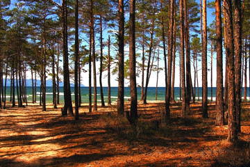 Pine trees growing on the sand against the sky and lake Baikal. Hot weather and bright sunny day. Nobody.