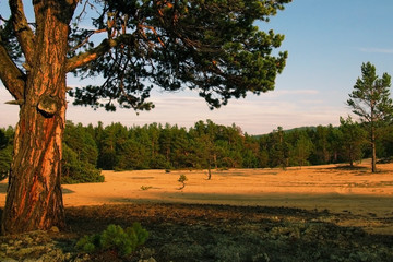 A large branched pine trees growing on the sand. Hot weather and bright sunny day.