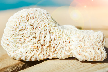 Stylishly beautiful coral on the sea shore background
