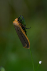 Common Footman (Eilema lurideola)