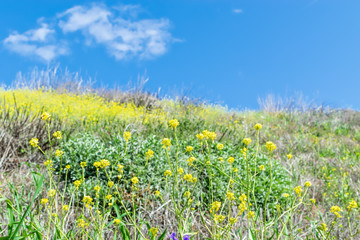 field of spring yellow flowers in wild
