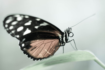 Fototapeta na wymiar Orange and black moody butterfly