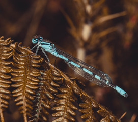 Blue damselfly (Enallagma cyathigerum)