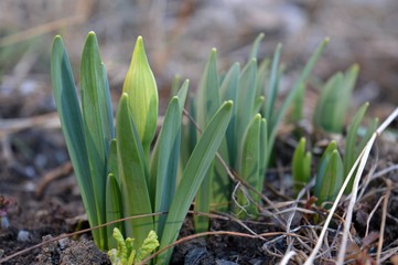 bud and plant in the spring