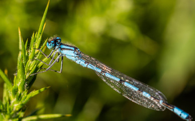 Blue damselfly (Enallagma cyathigerum)