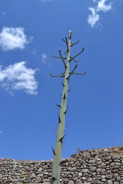 Quiote Maguey
