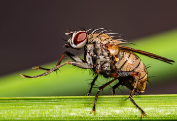 Fly