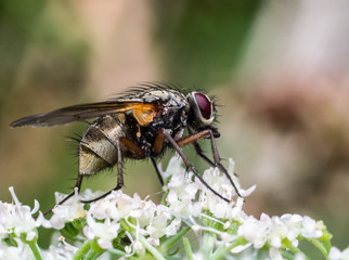 Fly