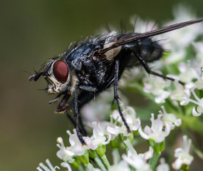 Fly