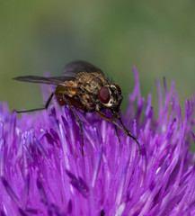 Fly